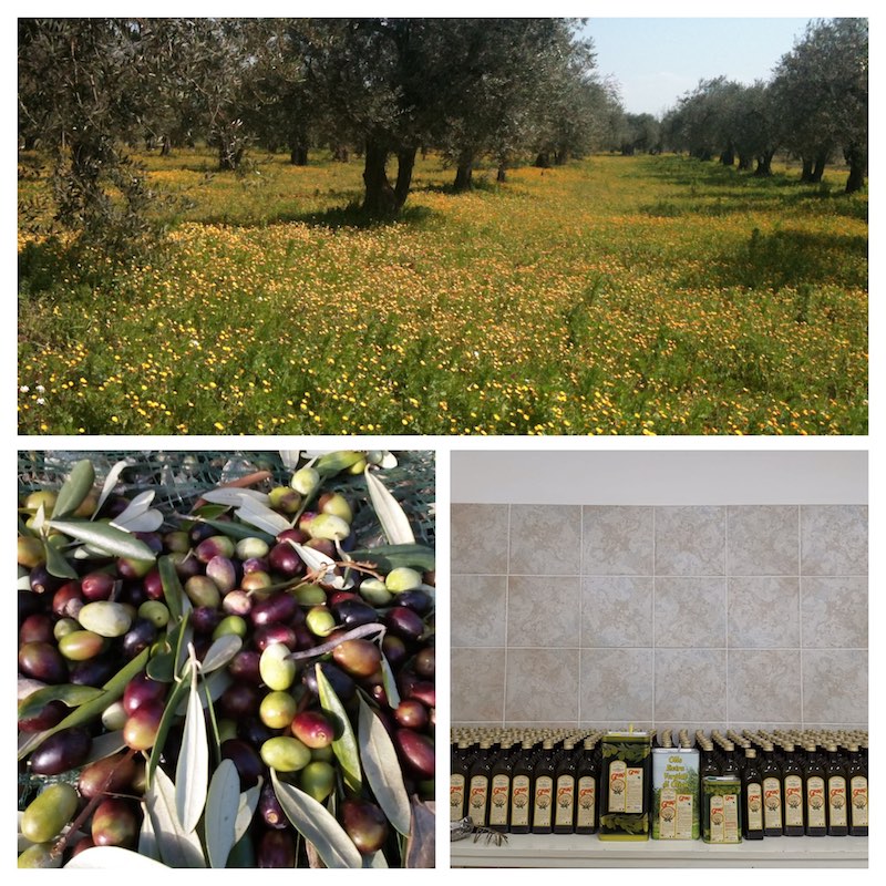 Von Oliven zu Olivenöl 2020