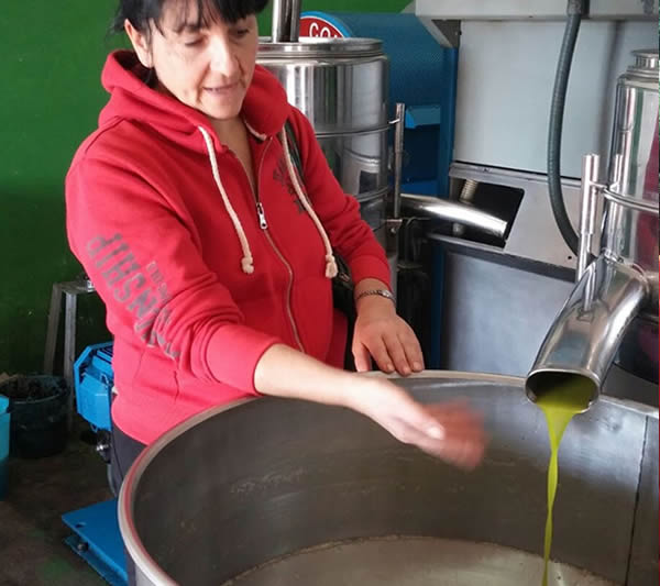 olivenernte 2015 Armandina mit neue ol