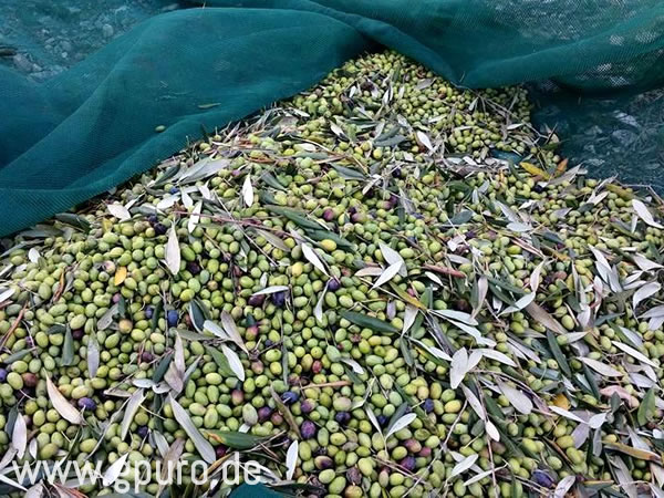 Olivenernte 2016