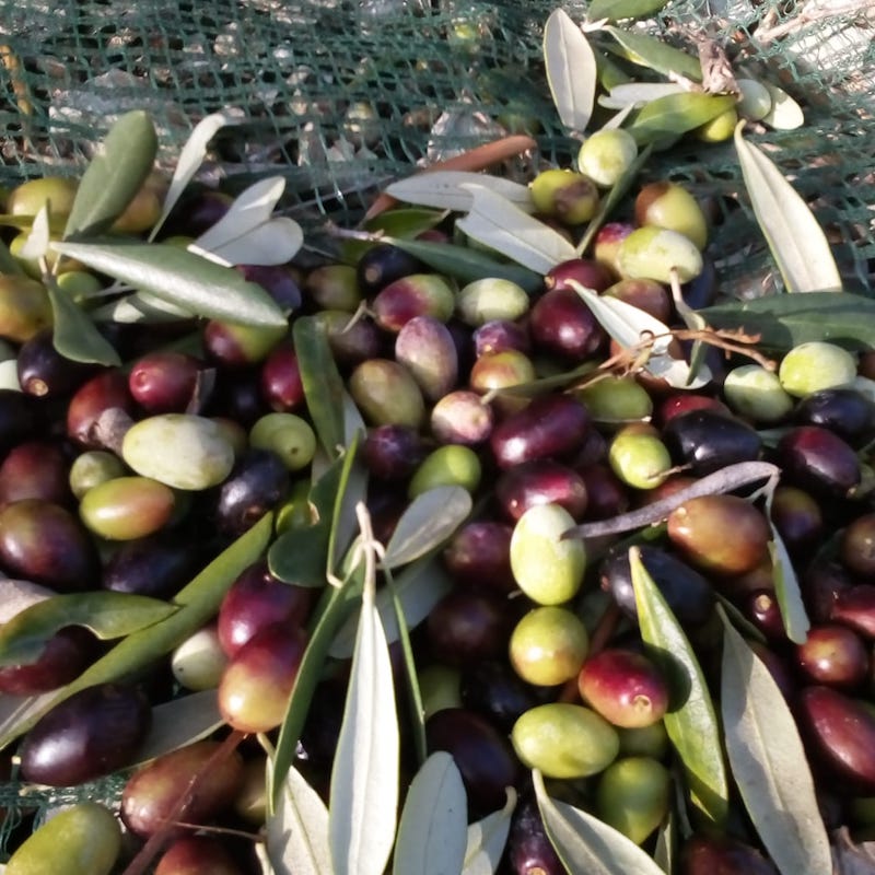 olive raccolta 2020